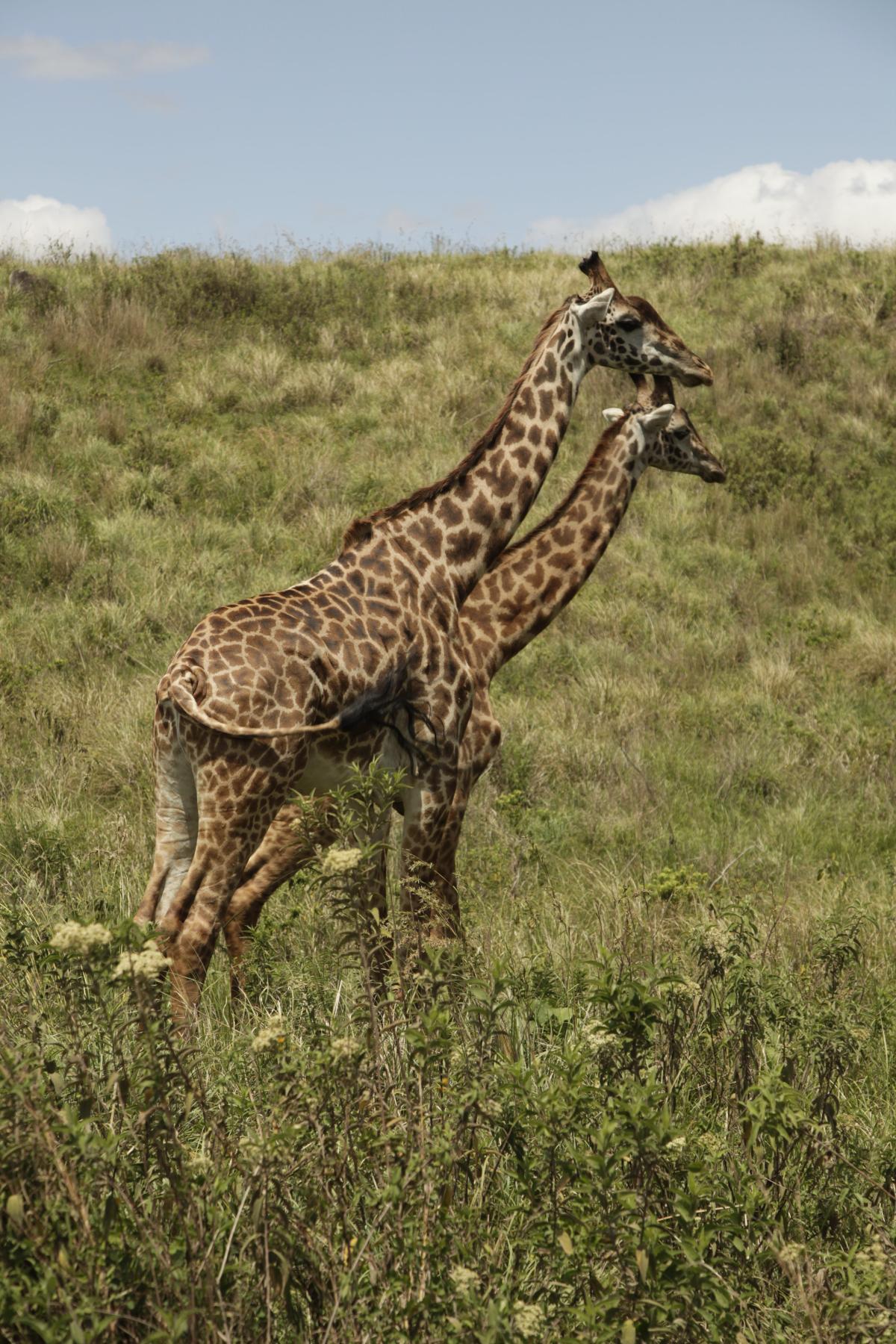 Maurizio Paoli - Africa